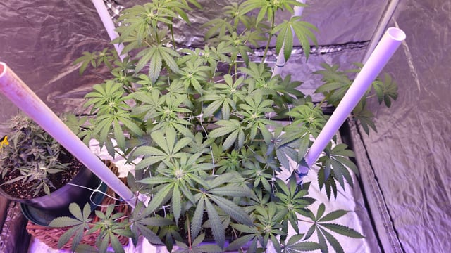 first grow adventure  — flower, day 72