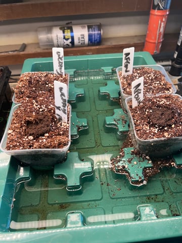 It starts again — grow_setup, day 1