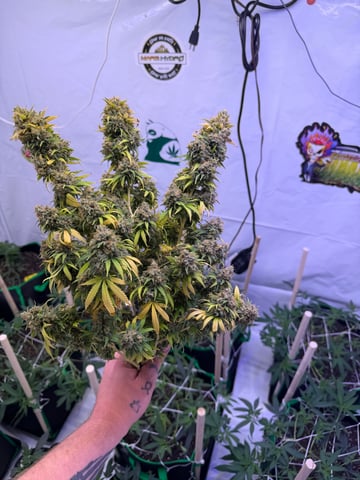 Indoor Grow  — harvest, day 121