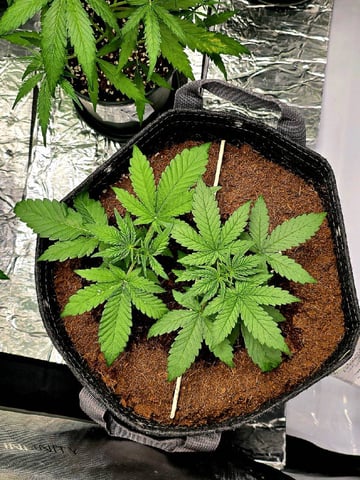 Gummies Bear & Blackberry Auto — vegetative, day 13