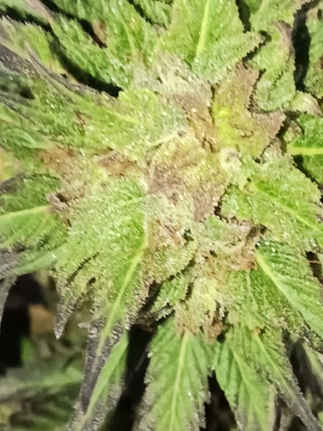 first 4 — flower, day 81