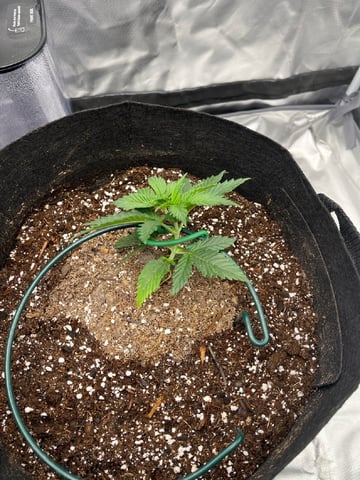 best budz — vegetative, day 2