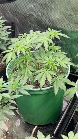 Rippleys OG Auto (Mephisto Genetics) 1st Attempt at Autos — vegetative, day 34