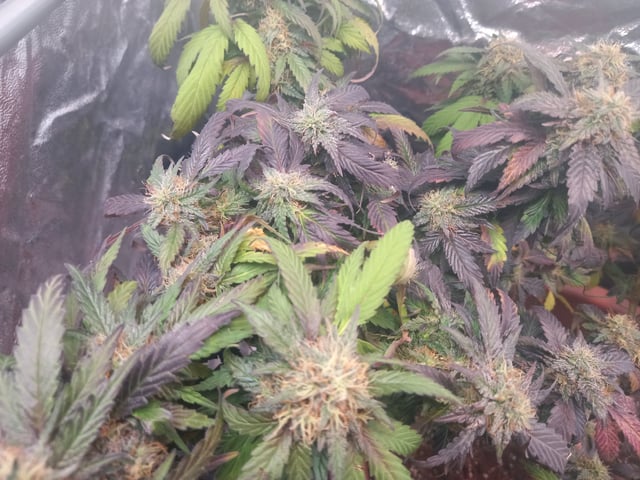 ( Guava Dawg × Sour Tangie ) F2 — flower, day 28