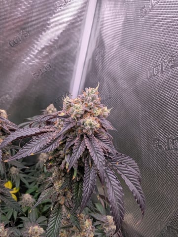 Exotic Genetix Donut Holes & Holiday Special 2025 — flower, day 51