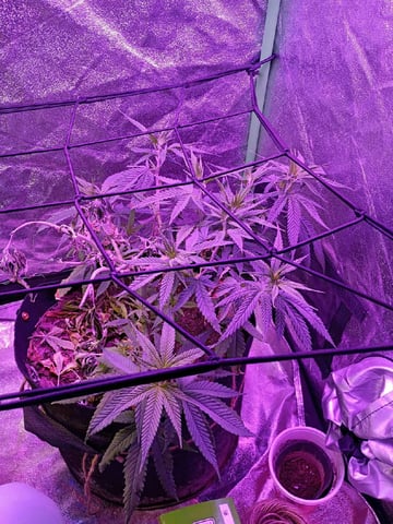 Purple Plum Perfect 💜 & 2 Grape Runtz 🍇 Mainlining garden.  — auto, day 76