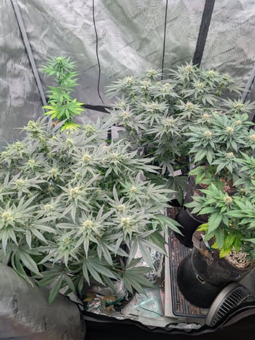 Bloody Mango — flower, day 89