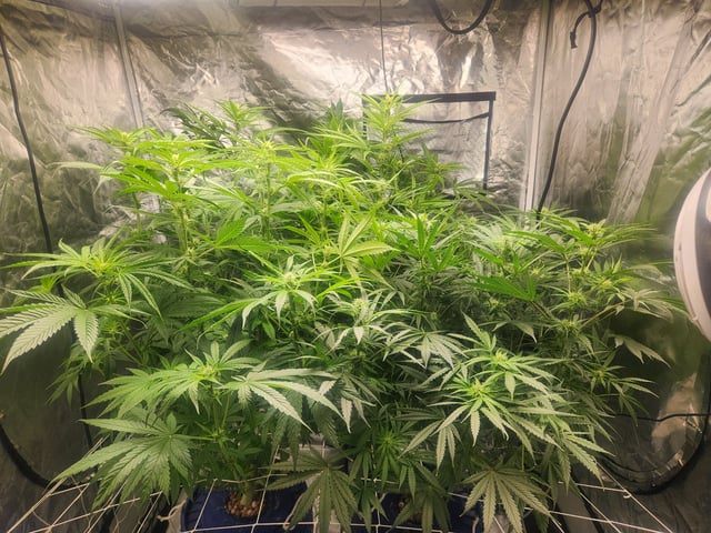 Sour Diesel — flower, day 6