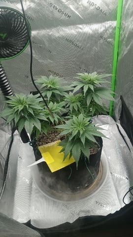 Critical Purple Kush — vegetative, day 76