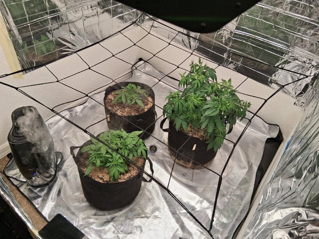 Seedman mix auto & seedman mix auto & GodFather OG — vegetative, day 38