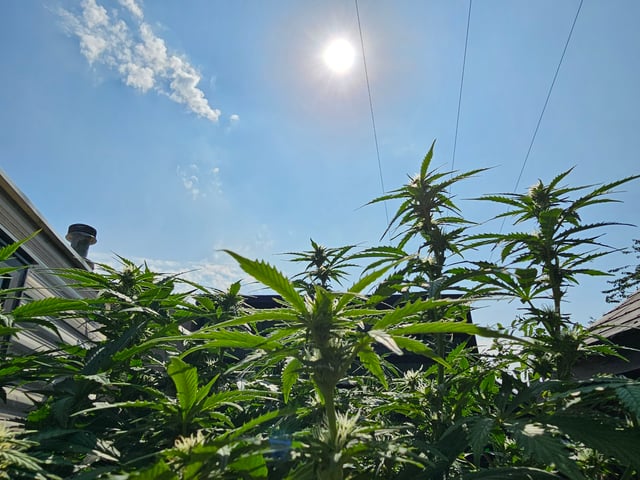 round 2 — flower, day 48