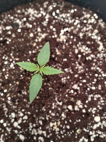 First grow — seedling_rooting, day 11