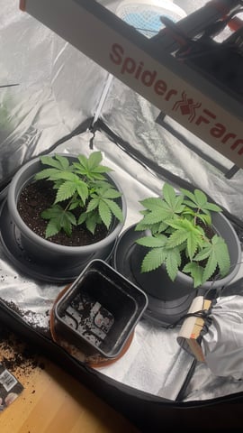 LSD feminized — vegetative, day 31
