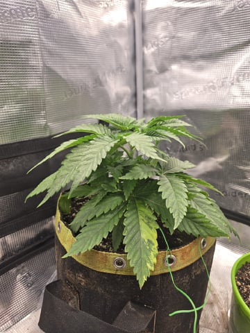 mc nuggets r1 — vegetative, day 22