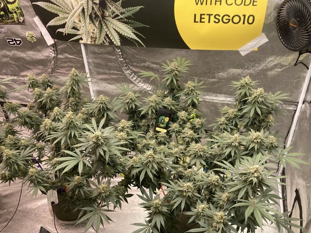 Planet Berry 7skunksgenetics  — flower, day 50