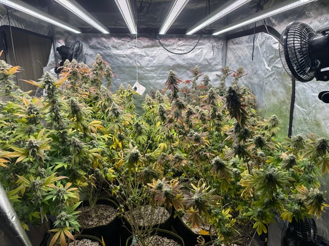 Hollywood Headband and LimeHeads  — flower, day 157