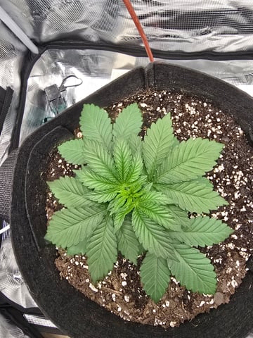 Northern lights #10 2nd plant (Selkies) — vegetative, day 19