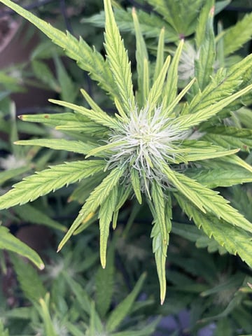 3x3 Grow — flower, day 18