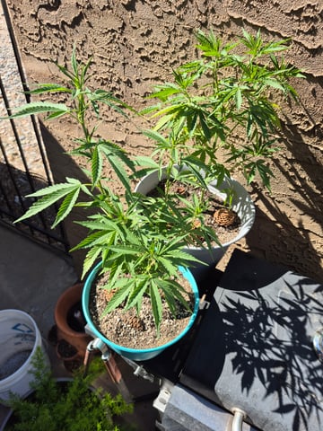 new strain — vegetative, day 21