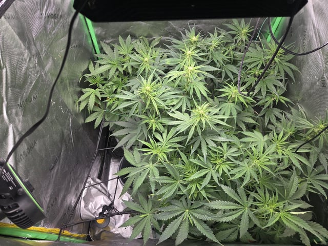 Automatic — vegetative, day 36