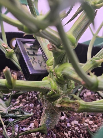 1st Auto Grow (LSD + BrB) - 1st indoor Grow — flower, day 55