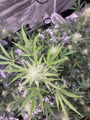 ripleys og — harvest, day 79