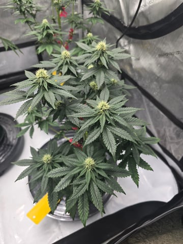 Homegrown - 🍒 🥧 & GSC Auto, 🚀 Seeds 🍌 Buttercups  — flower, day 54