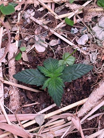 510 First Run! — vegetative, day 20