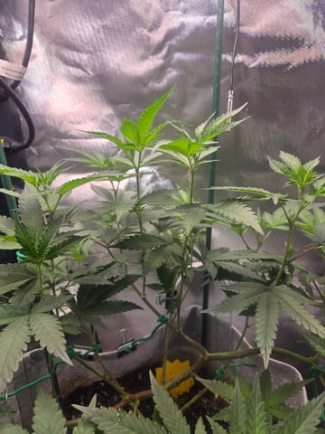 Looking for advice! — flower, day 51