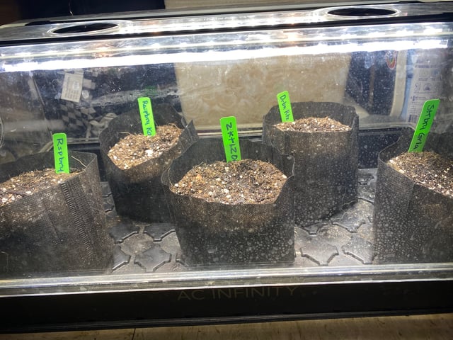 Auto Run #1 2025-2026 — germination, day 3