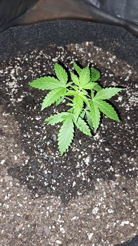 B2 — vegetative, day 23
