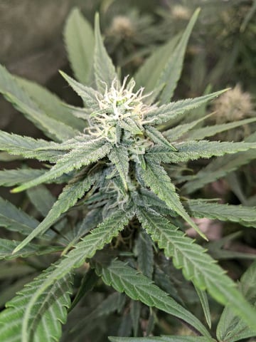 first auto grow — flower, day 62