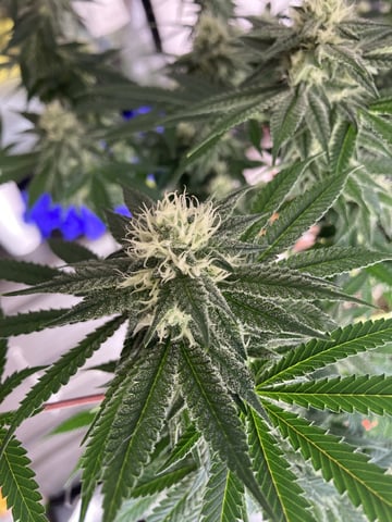 Planet Berry 7skunksgenetics 