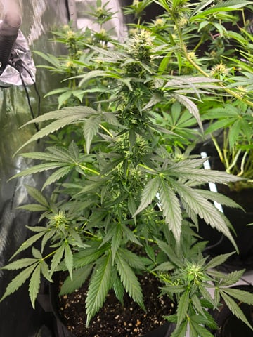 Purple Haze  — flower, day 77