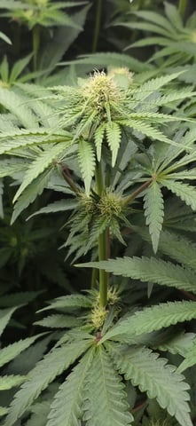 Maple Nectar  — flower, day 61