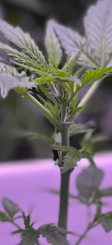 Gigawatt  — vegetative, day 60