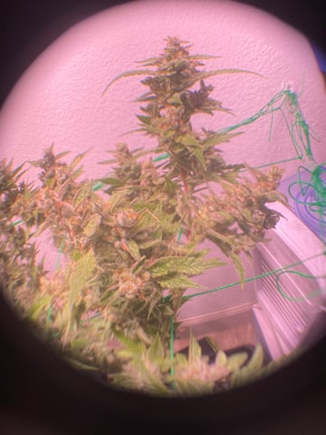 pineapple Express  — flower, day 40