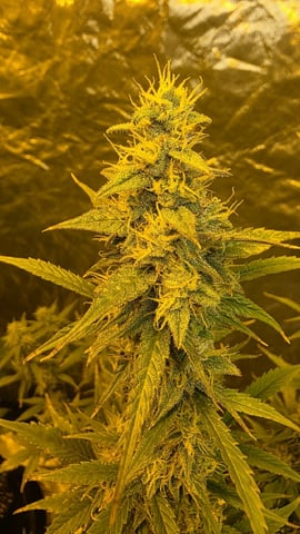 Grow #2 Thank You to All that helped guide me, offered advice, gave insight, or complimented progress. Now to apply some of what I learned the first go-round.  — flower, day 62