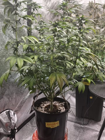 Bloody Mandarin Rainbow — flower, day 78