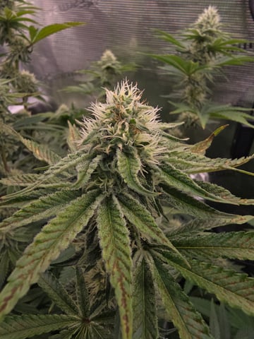 Northern lights #10 (Alaska) — flower, day 67