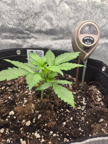 I'll get it right — vegetative, day 25