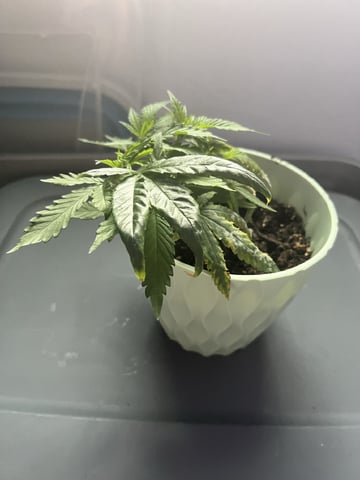 Banjo Clones — vegetative, day 61