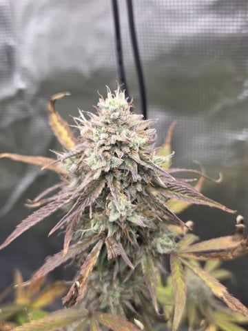 Autoflower NIGHT OWL — flower, day 23