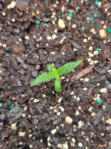 blue dream auto — vegetative, day 11