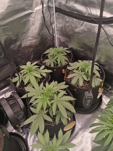 Gurilla Glue #4 × Samsquatch autos — vegetative, day 24