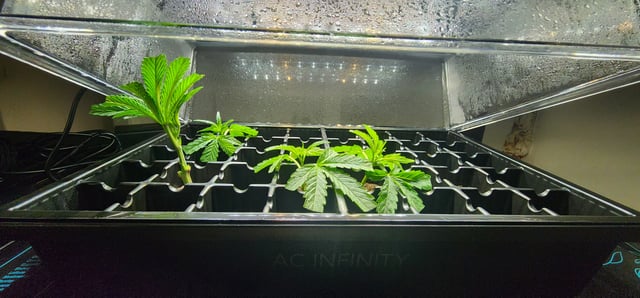 1st grow Dr. Nefario — vegetative, day 35