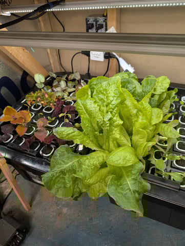 See what grows — vegetative, day 201