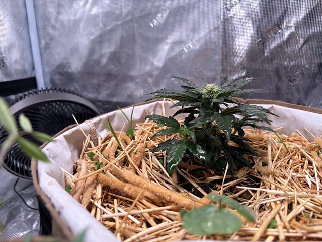 510 First Run! — flower, day 45