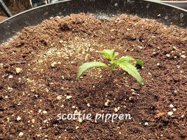 Christmas Stash  — vegetative, day 4