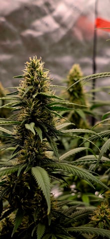 Smooth Nuggies (the future #1 & Pruple widow ) — flower, day 26